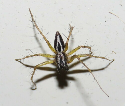 Oxyopes nigripalpis
