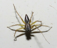 Oxyopes nigripalpis