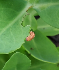 Disonycha discoidea
