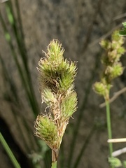 Carex fracta