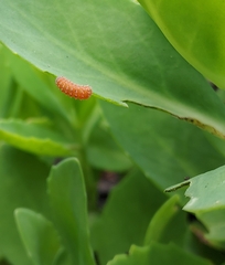 Disonycha discoidea