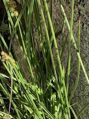 Carex fracta