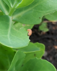 Disonycha discoidea