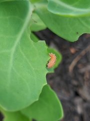 Disonycha discoidea