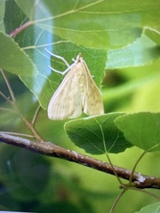 Framinghamia helvalis