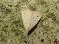 Macrochilo cribrumalis