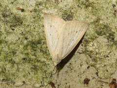 Macrochilo cribrumalis