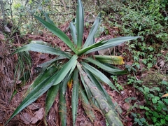 Agave obscura