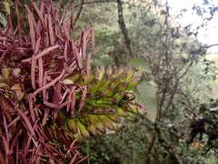 Agave obscura