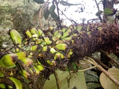 Agave obscura