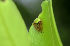 Araneus viridiventris