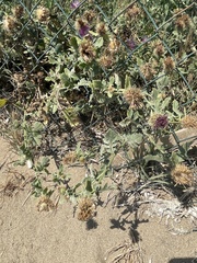 Centaurea sphaerocephala