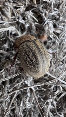 Phyllophaga lanceolata