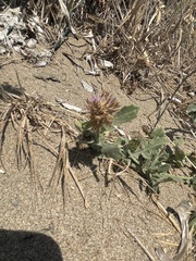 Centaurea sphaerocephala