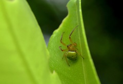 Araneus viridiventris