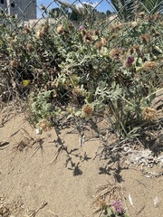 Centaurea sphaerocephala