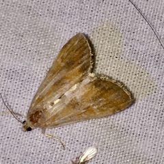 Elophila gyralis