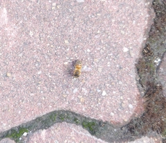 Apis mellifera