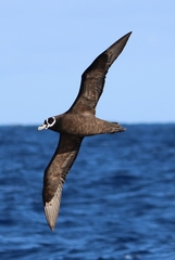 Procellaria conspicillata