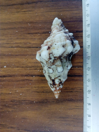 Leucozonia cerata