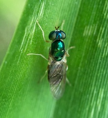 Cephalochrysa