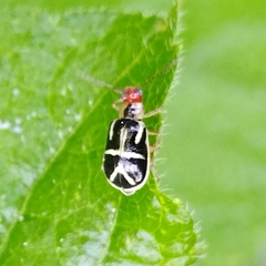 Metrobrotica geometrica