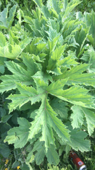 Heracleum sosnowskyi
