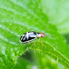 Metrobrotica geometrica