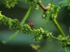 Coccinella septempunctata