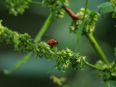 Coccinella septempunctata