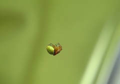 Araneus viridiventris