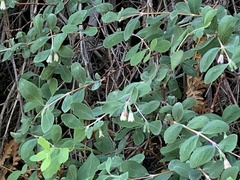 Symphoricarpos rotundifolius parishii