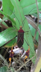 Anisoscelis gradadius