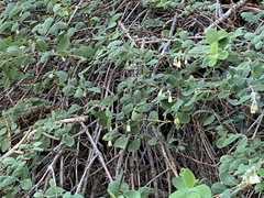 Symphoricarpos rotundifolius parishii