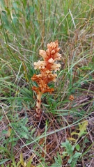 Orobanche kochii