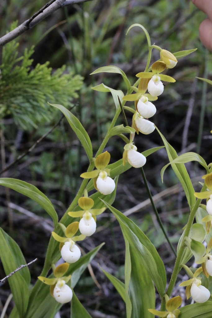 Cypripedium californicum A.Gray