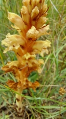 Orobanche kochii