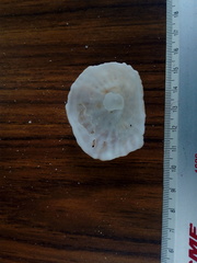 Crucibulum scutellatum