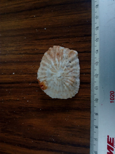Crucibulum scutellatum