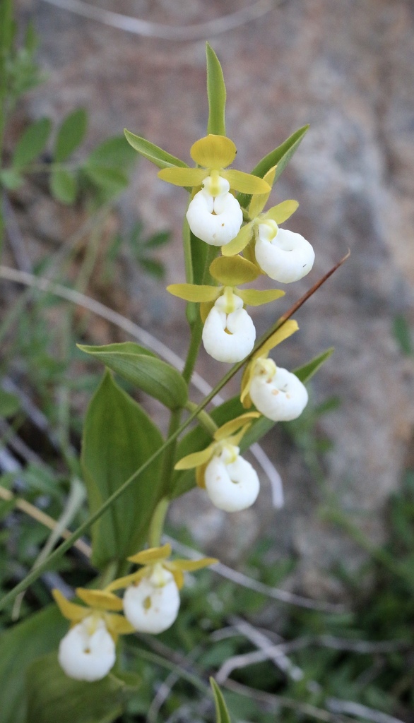 Cypripedium californicum A.Gray 2