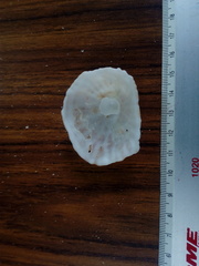 Crucibulum scutellatum