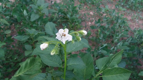 ľuľok zemiakový (Solanum tuberosum)