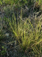 Stipa offneri