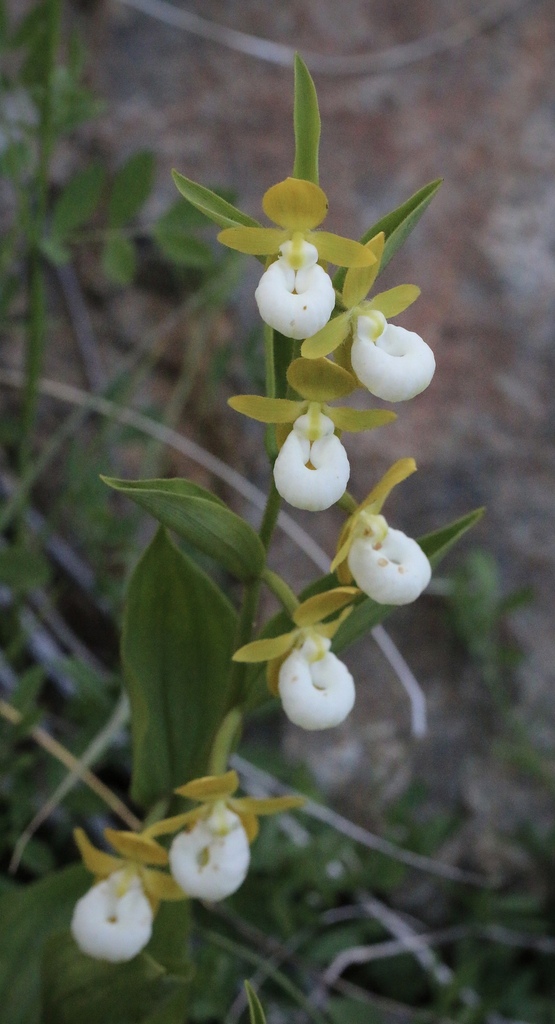 Cypripedium californicum A.Gray 3