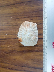 Crucibulum scutellatum