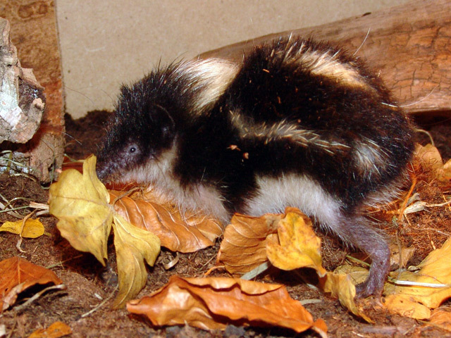 Highland Streaked Tenrec