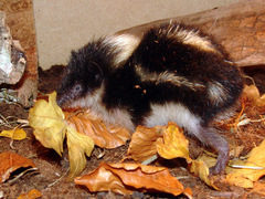 Highland Streaked Tenrec photo 1