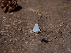 Celastrina argiolus