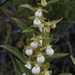California Lady's Slipper - Photo (c) Morgan Stickrod, some rights reserved (CC BY-NC), uploaded by Morgan Stickrod