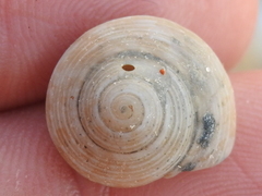 Agathistoma fasciatum